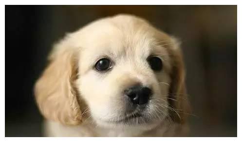 狗狗品种大全及介绍,狗狗品种大全带你走进狗狗的世界