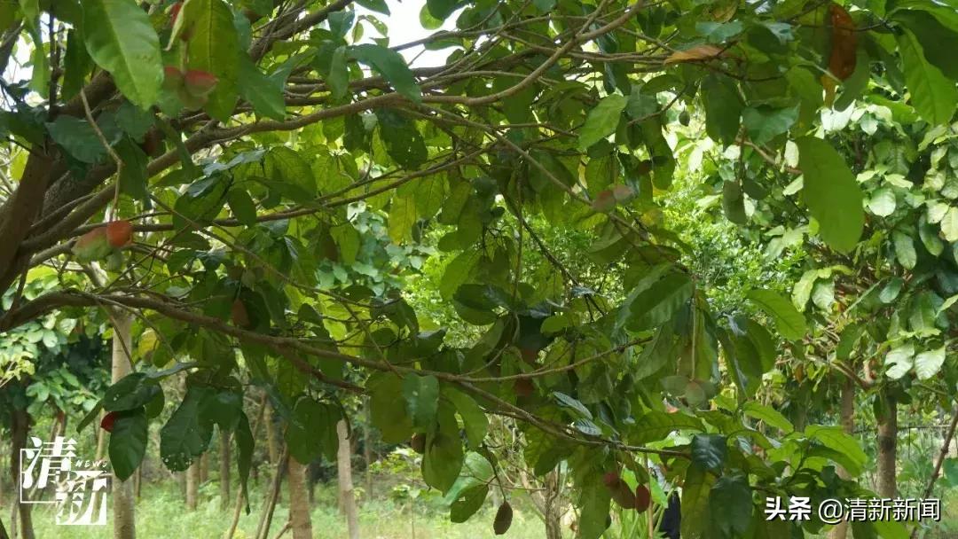 三坑人，妈妈喊你翻乡下吃“内藏果”了喂