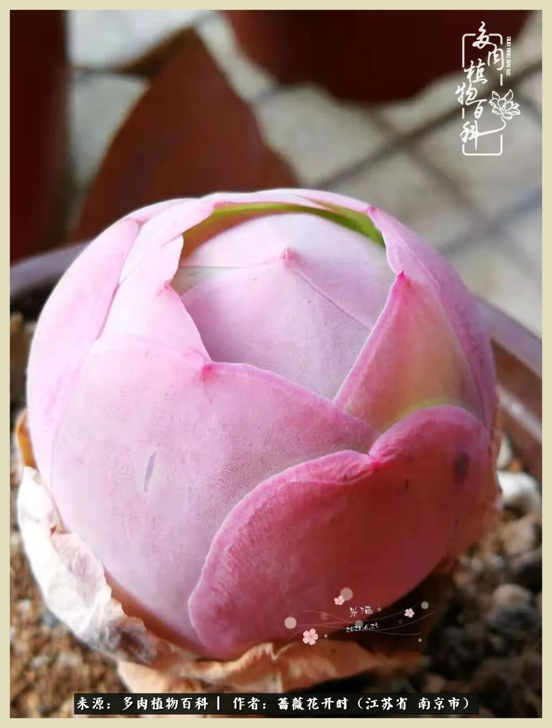 又见颜的妩媚，色的诱惑！这些山地玫瑰礼盒惊艳了眼眸