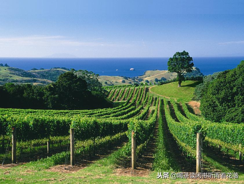13天自驾新西兰，这个不缺蓝天与绿草的国度无比的热情富有生命力