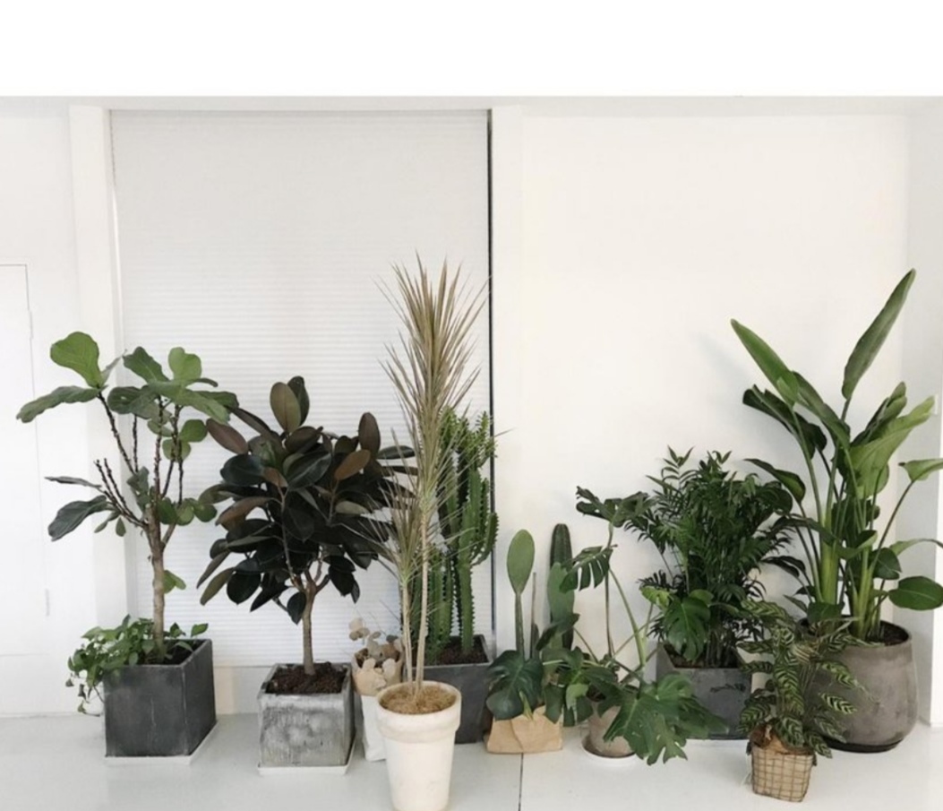 十种可以净化空气的植物,能净化空气又开花好看的室内植物