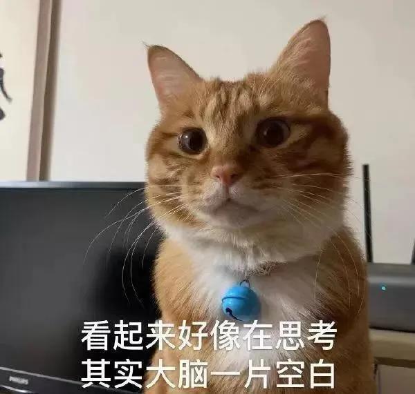 猫咪尿血需要怎么治疗,猫咪尿血有什么治疗方法