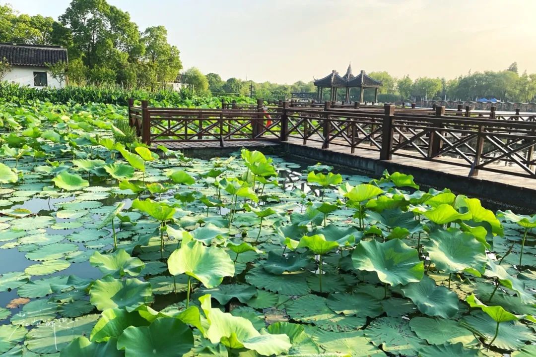 娌欏娴滈鏅尯鑺辨捣,娌欏娴滅殑绱壊鑺辨捣