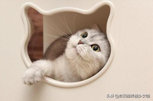 铲屎官每个月花多少钱,铲屎官日常挣奶粉钱