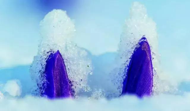 藏红花风水上在家里养好吗,藏红花生长习性