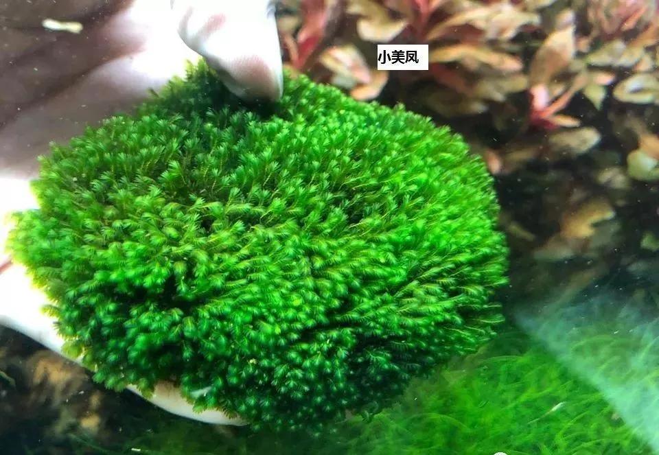 本色水景|教你认识——常见莫斯品种！水草造景学习