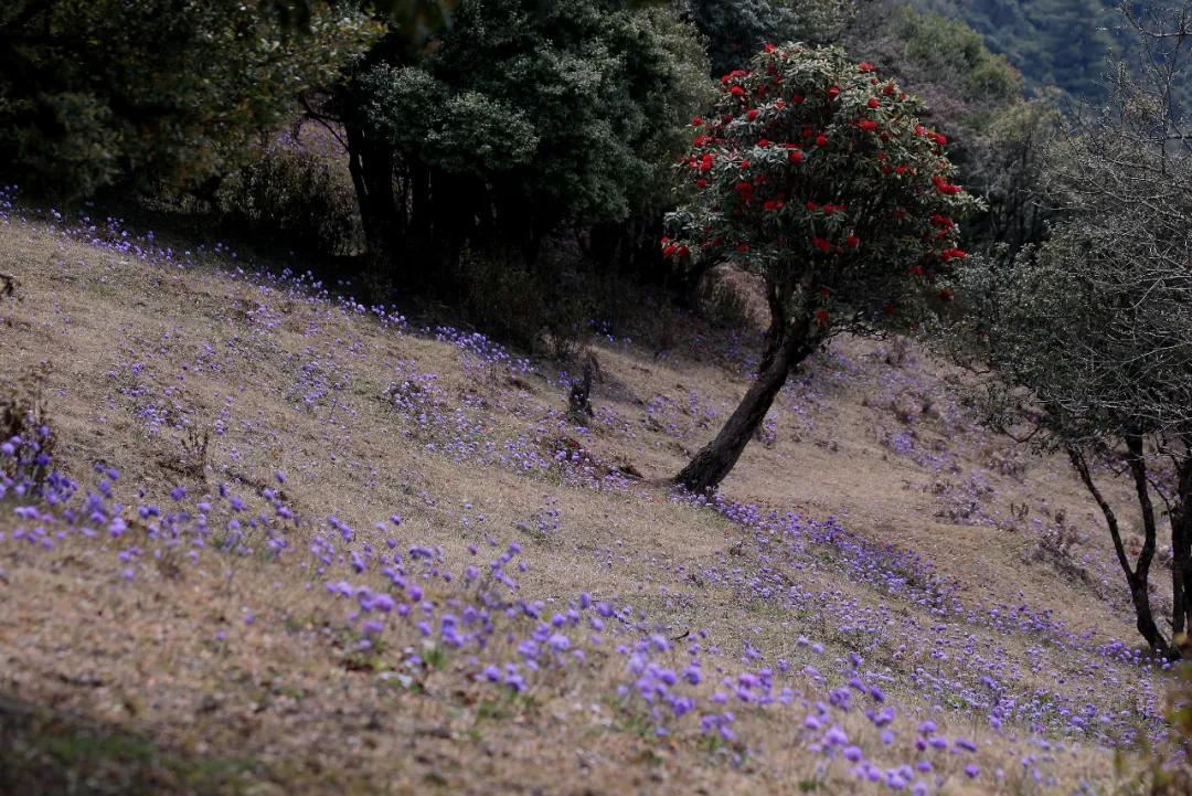 腾冲高山草甸景点,腾冲高原草场
