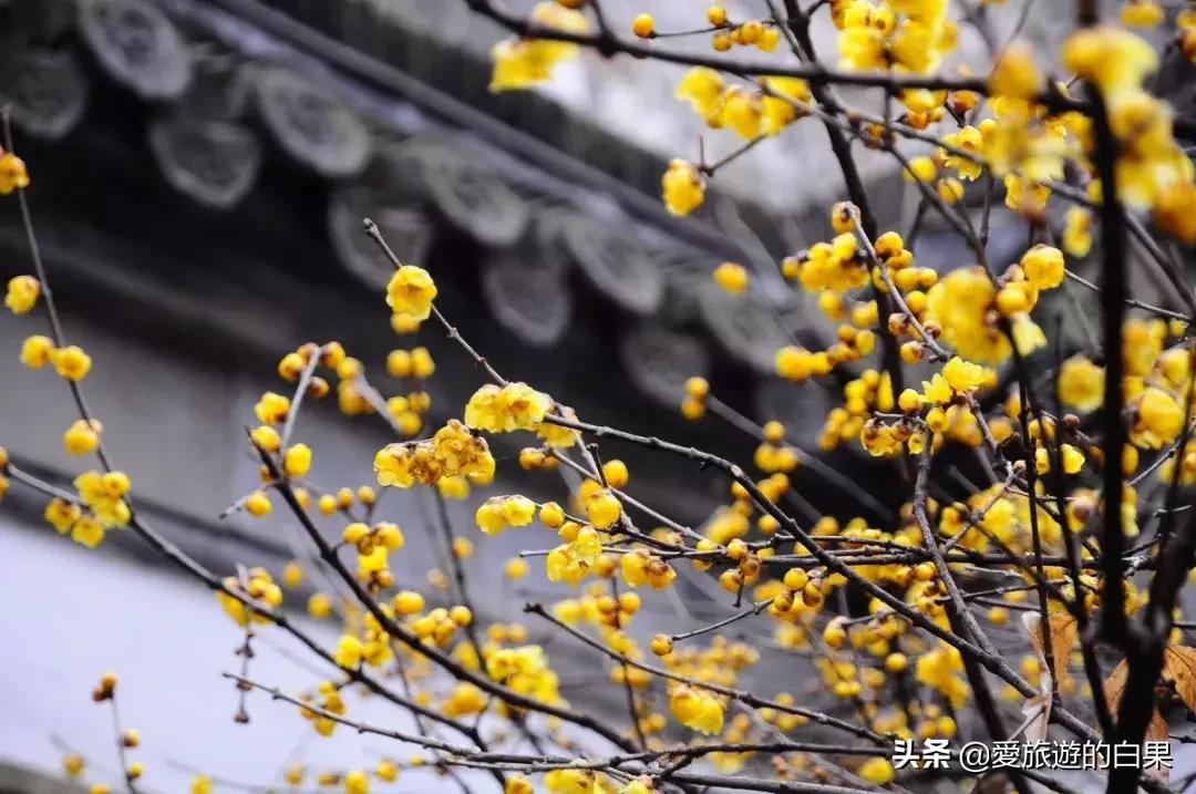 腊梅花开放视频,成都看腊梅的地方
