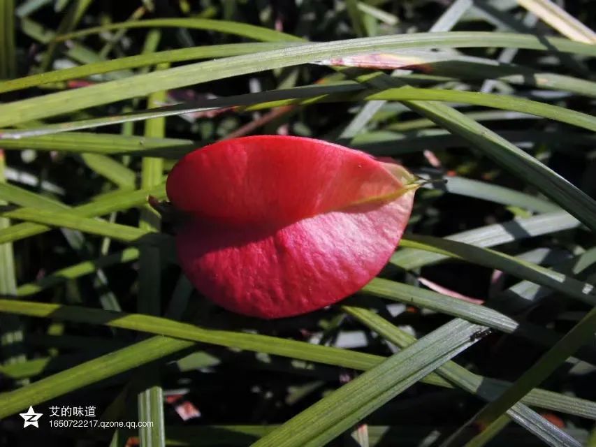 草木人间和燃冬,草木和人间