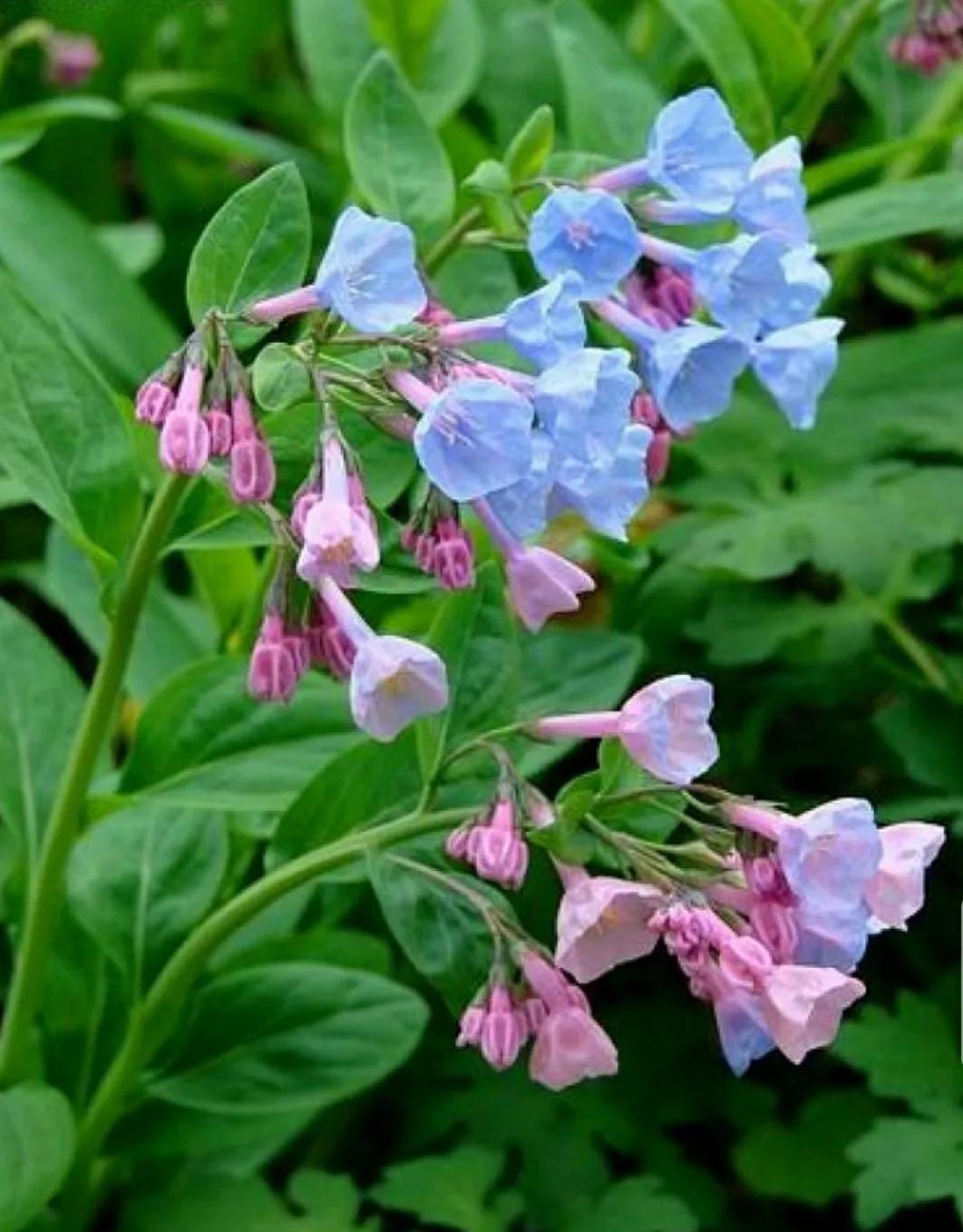 芳踪难觅濒危花！清新治愈篇：沙漠高原是吾家，豹子花的春天来了