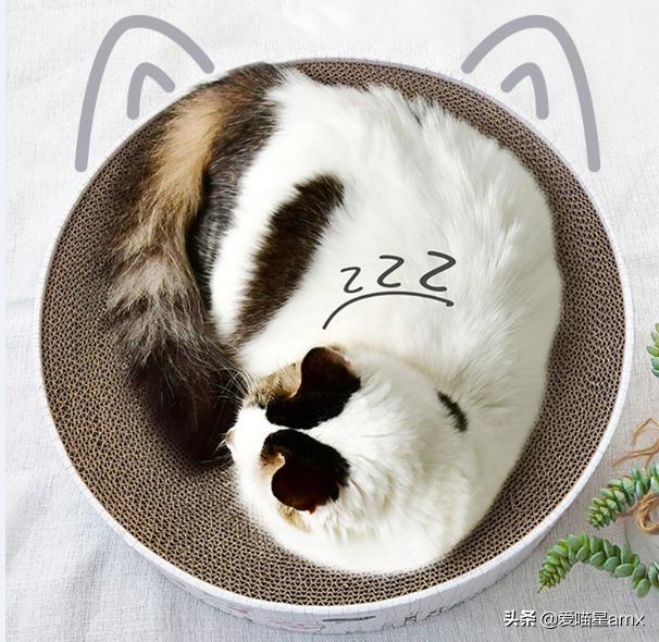 新手养猫必备品清单大全,养猫新手应该准备什么东西清单