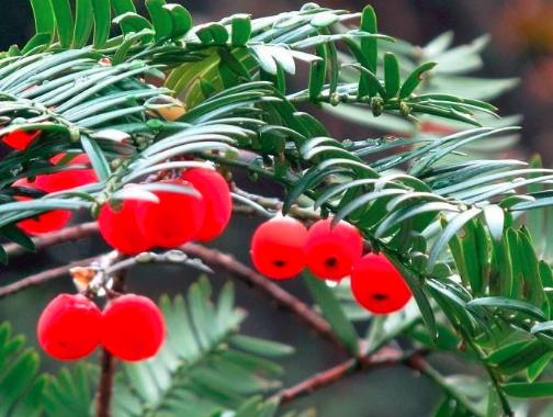 “红豆杉”是什么样子的？终于有点懂了