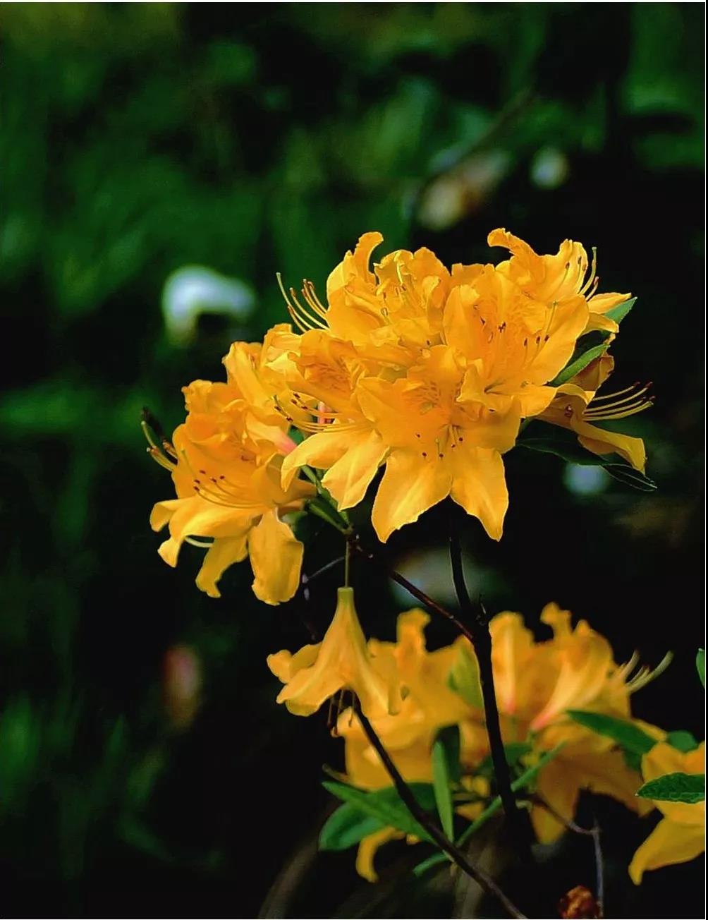 这4种花卉很漂亮花量大观赏度高,20种漂亮花好看不好养