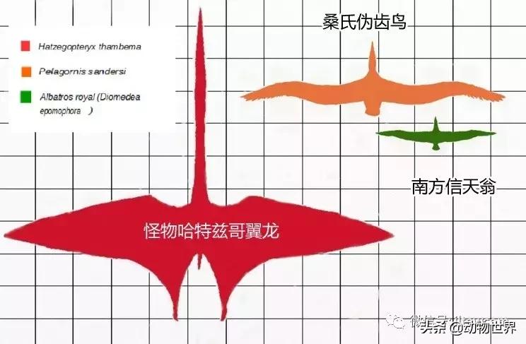 哈特斯哥翼龙比风神翼龙大吗,哈特兹哥翼龙复原图