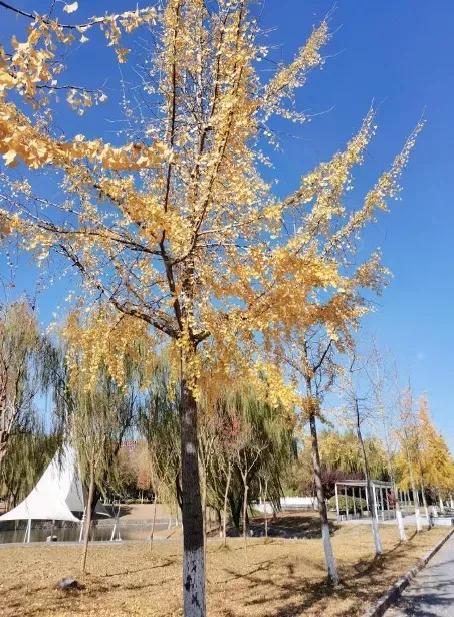 江苏省33所高校排名,江苏省300分大专院校