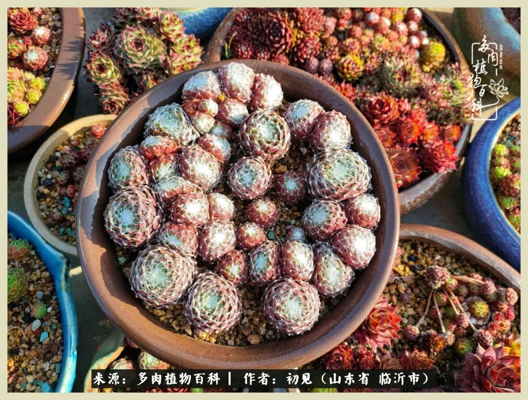 和多肉植物相伴,和多肉相处的心情