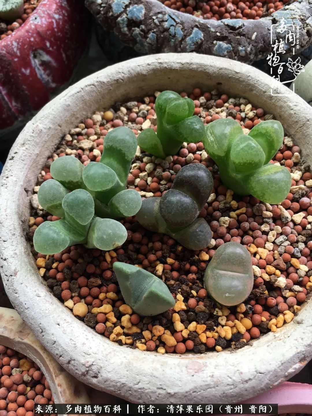 生石花庭院,晶莹剔透的生石花