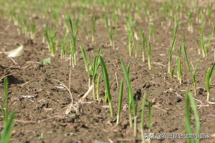 大蒜根腐病怎么治疗,大蒜根腐病怎么防治