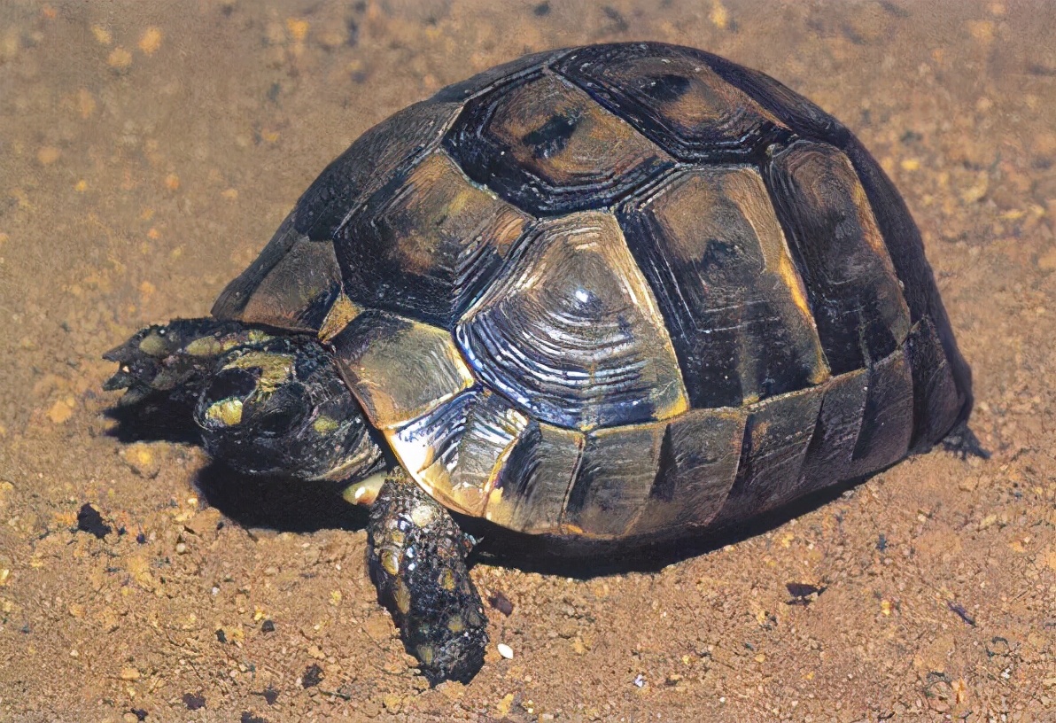 各种龟类图片大全大图,龟类展示会