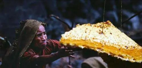 喜马拉雅山采蜜人：专供尼泊尔皇室，每公斤高达3500美元