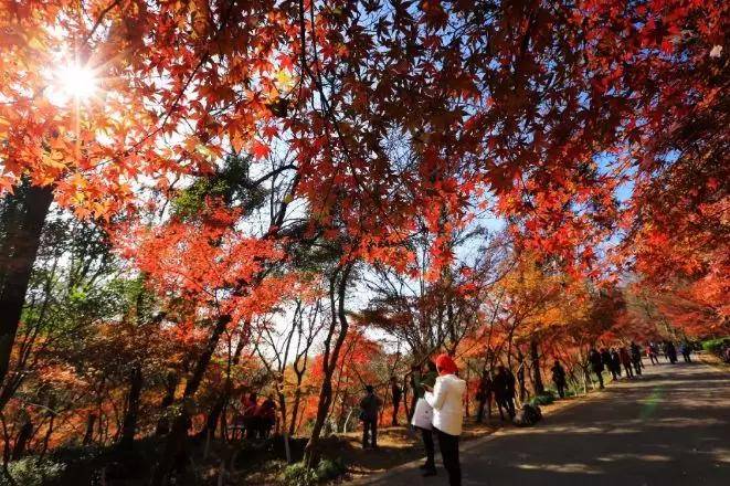 南京枫叶栖霞山什么时候看好看,南京栖霞山几月最红