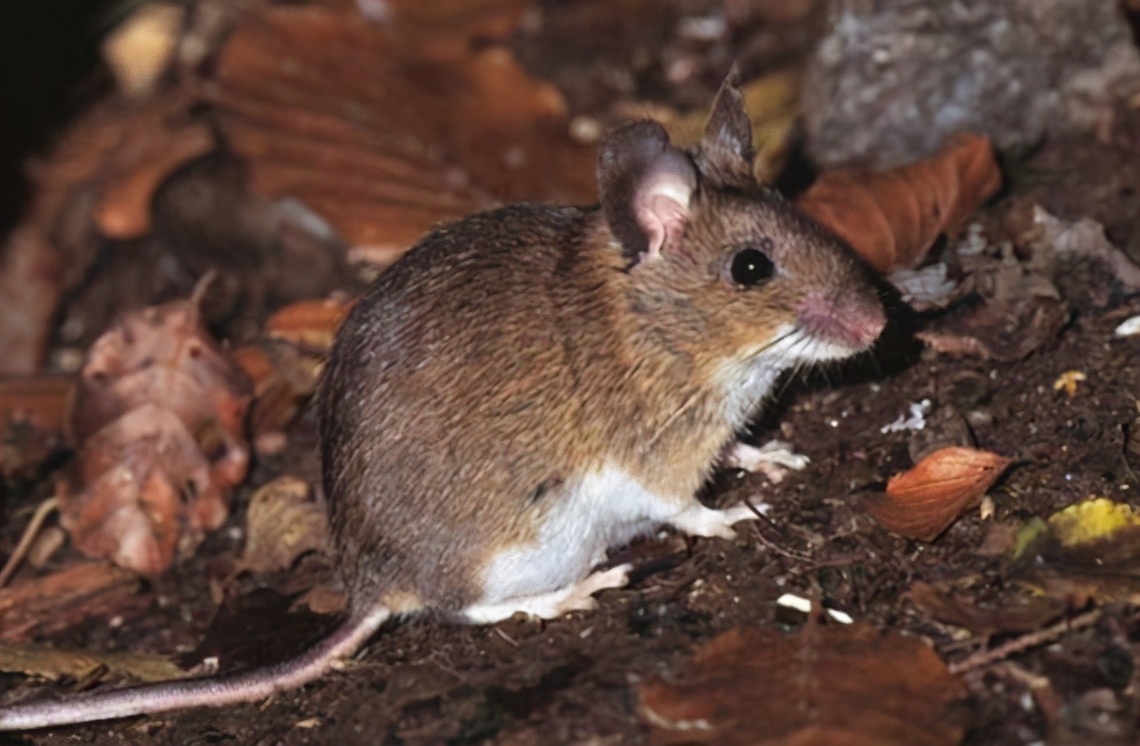 陕西出土夏朝青铜器的遗址,文物出土佐证夏朝文化