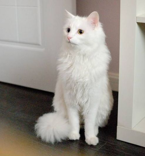 山东狮子猫怎么打理毛发,山东狮子猫怎样养得好看