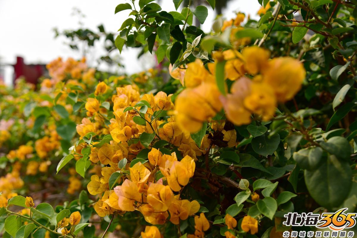 「多图」春天来了!北海街头的三角梅、黄花风铃开得好艳