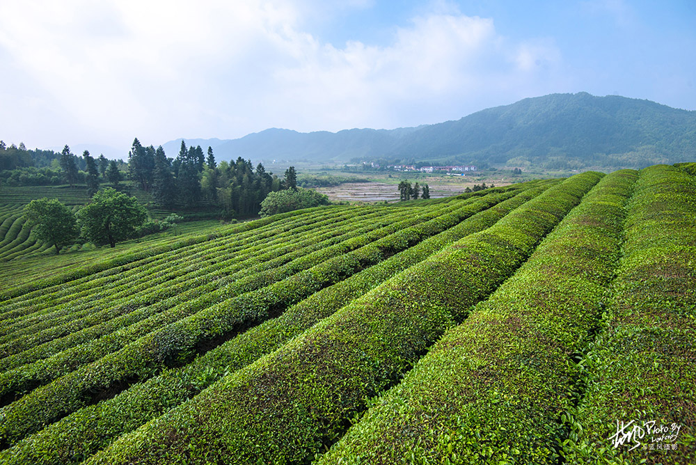 景德镇浮梁茶是什么茶,景德镇除了陶瓷还有什么比较出名