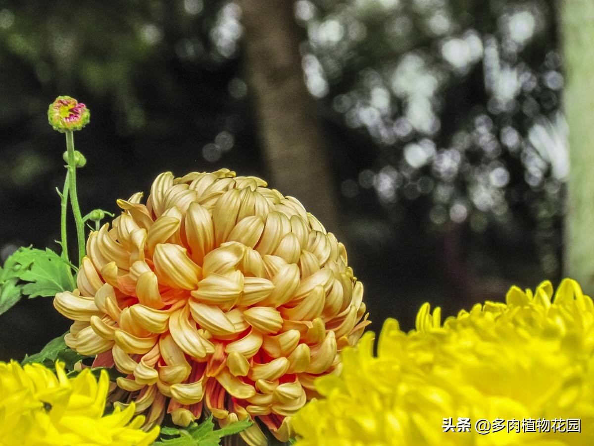 菊花种植技术及病虫害,菊花常见的病虫害有哪些