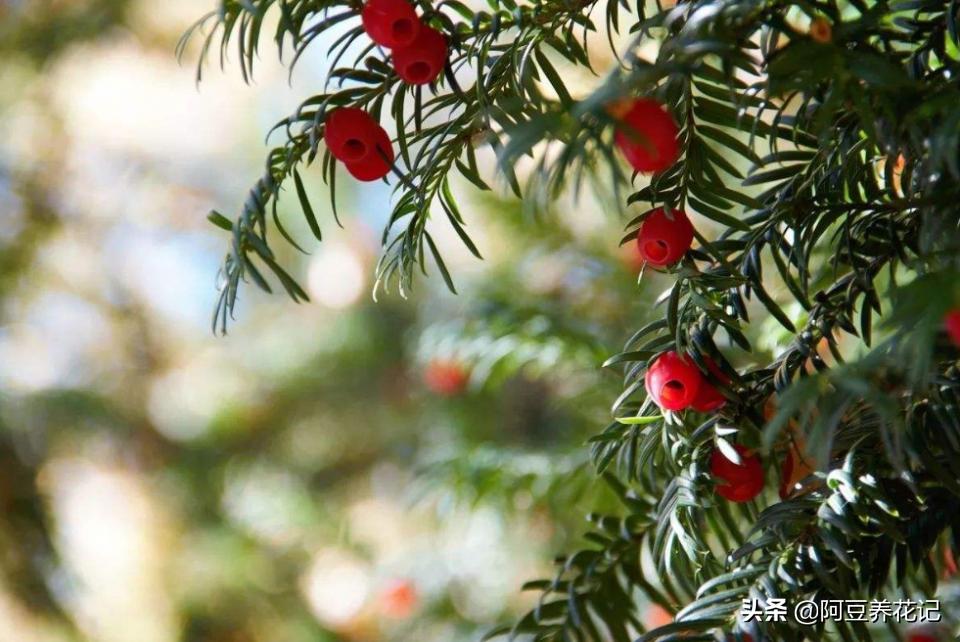 红豆杉怎么才能长得好,红豆杉的盆栽能活吗有毒吗