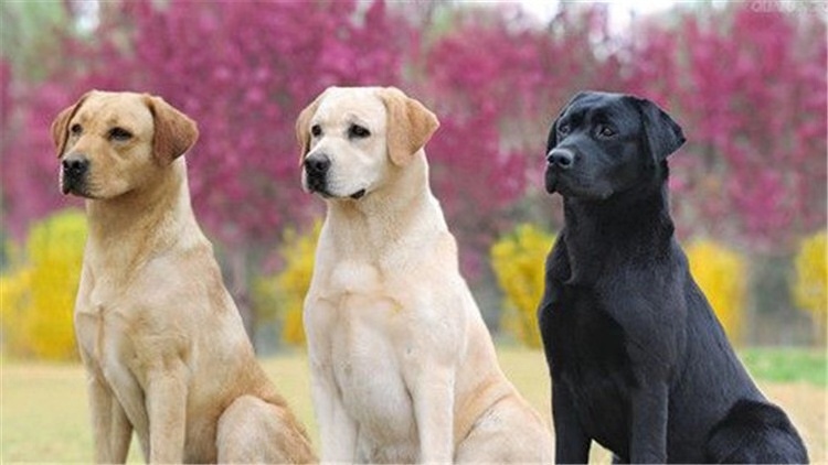 不能给狗吃的六种水果,不适合狗狗吃的菜