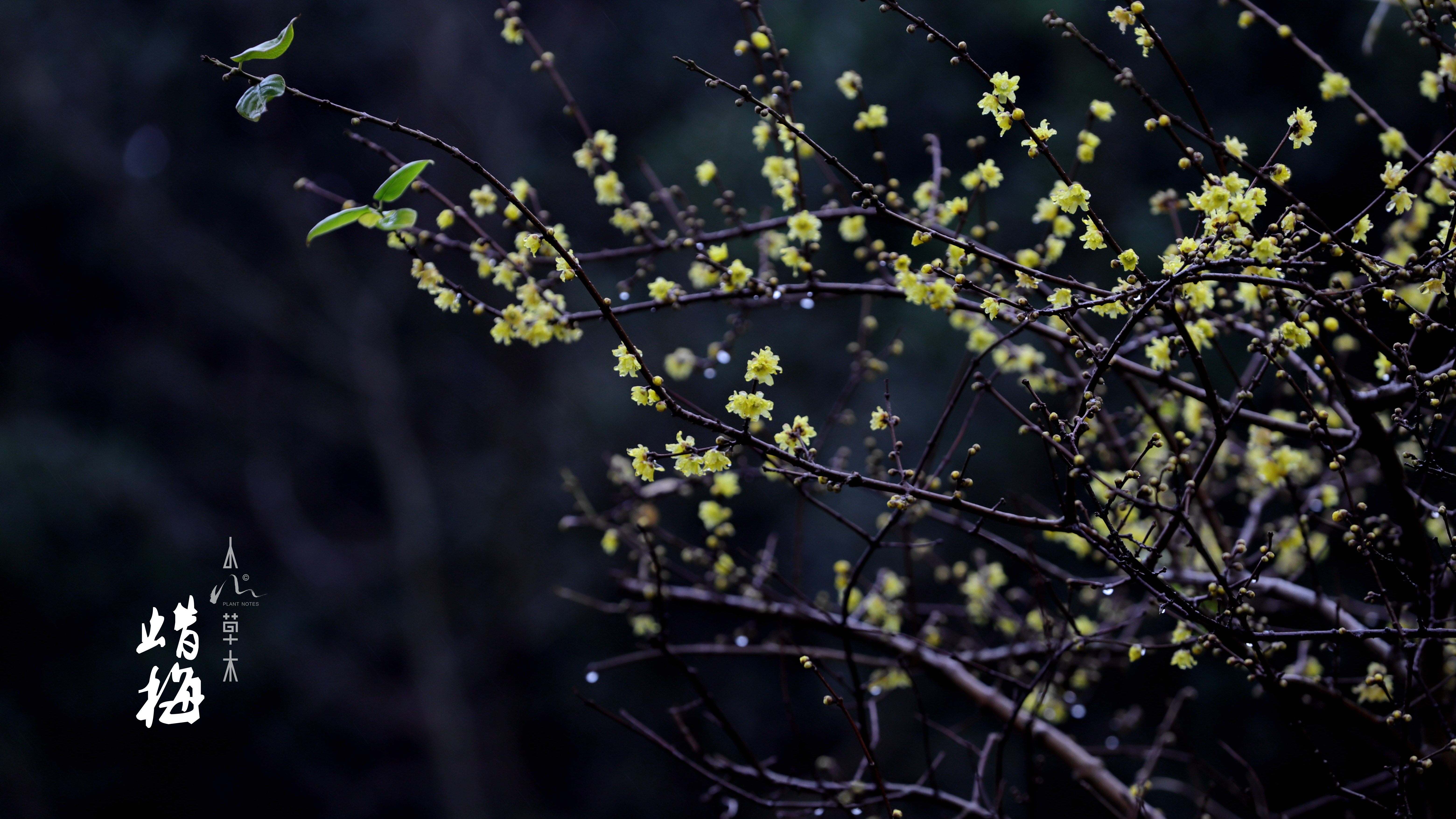 蜡梅|故人未寄岭头信，先报江南春意来