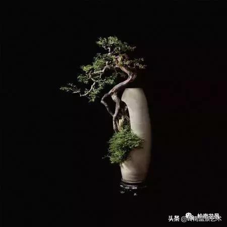 最美的100盆雀梅盆景,雀梅盆景第一年修剪视频