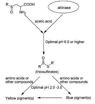洋葱大蒜能长期吃吗,变紫的大蒜可以吃吗