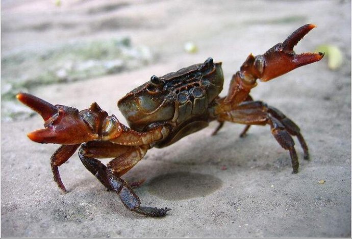 吃螃蟹需要处理哪些地方,螃蟹所有部位吃了有事吗