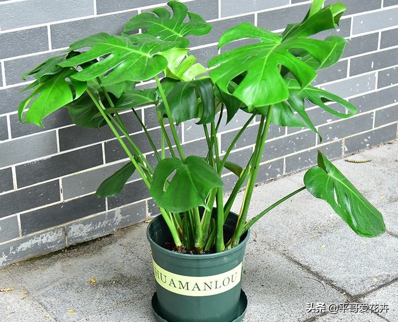 龟背竹叶片发黑是什么原因,龟背竹叶片发黄解决方法