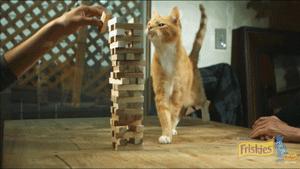 自从有了橘猫,我终于体会到什么叫“十橘九渣”!