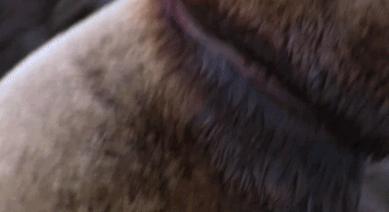 富二代儿童脊椎包,富人用小孩的脊椎做手提包