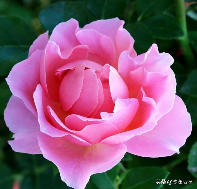 中国月季红色浓香,13种中国红月季让你美个爆