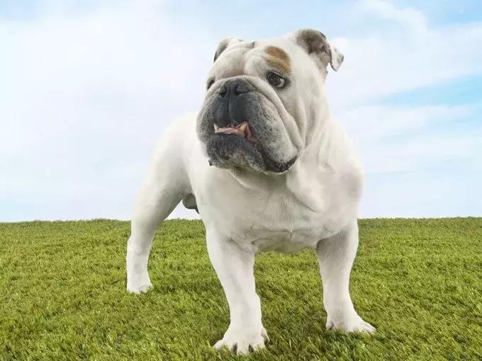 美国家庭都养什么犬,美国人喜欢养什么猛犬