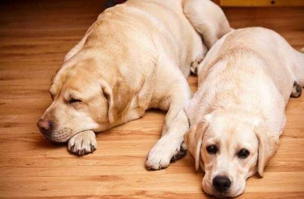 新手养拉布拉多需要注意什么问题,养拉布拉多需要注意什么呢