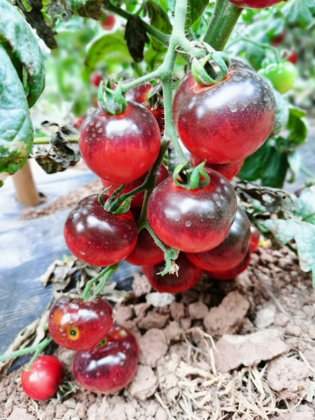 寻甸渔乐谷最新消息,寻甸欢乐世界项目大全