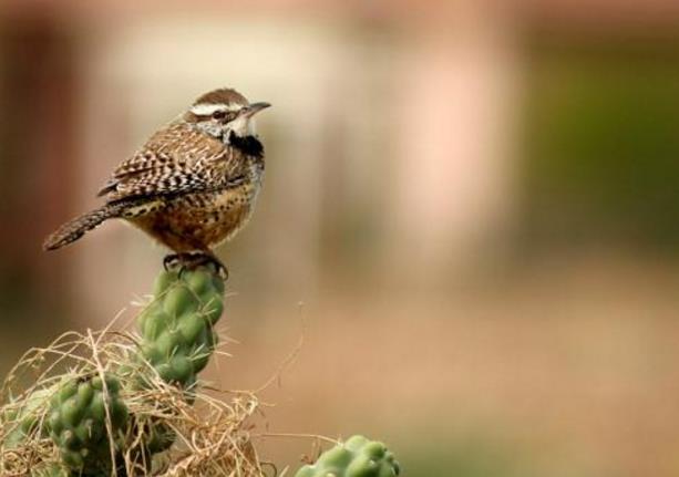 地球最奇特的沙漠,地球上最优越的气候是什么气候