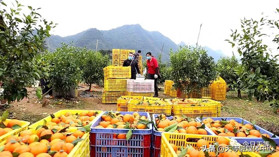 天等抢劫,天等抢钱案