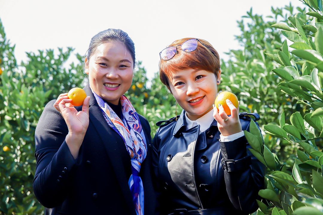 超爽福利暴击！高山神秘“金疙瘩”,甜蜜你的冬天