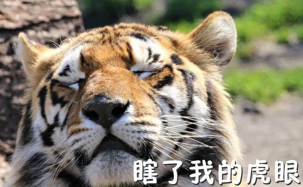 东北虎下山进村伤人老虎被鹅咬,东北虎下山进村伤人最后怎么样了