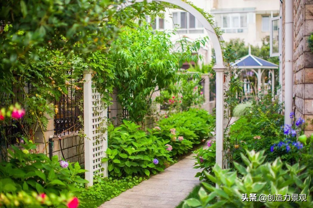 三种最旺家的爬藤植物,最好种的爬藤植物