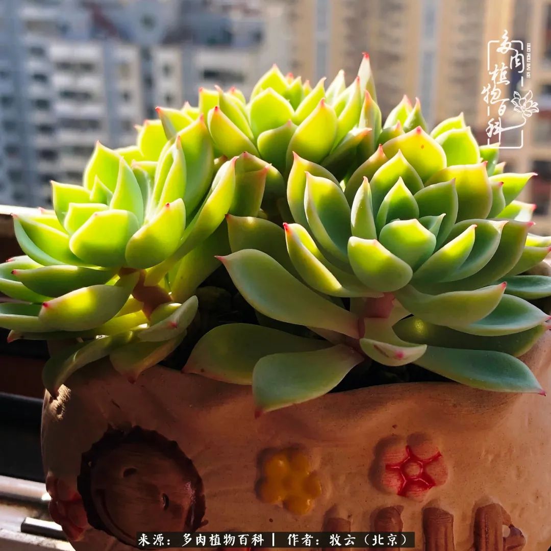 多肉植物生活,多肉生活充满诗意