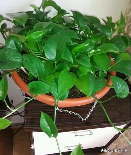 绿萝叶片发黑，喷一点这，30天绿回来，叶片多又大、油绿发亮！